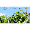Backgrounds for Africa forage sorghum.jpg - Mark Kandie image